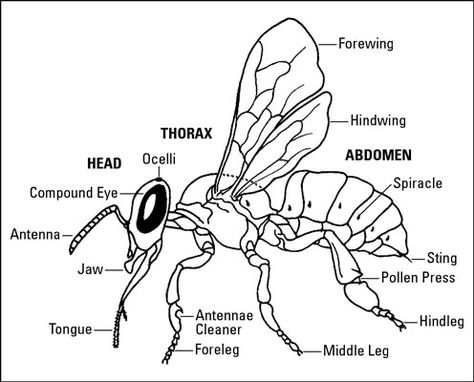 How to Identify the Basic Body Parts of Honey Bees - For Dummies Insect Anatomy, Insects Theme, Five In A Row, Math Methods, Mental Math, Honey Bees, Anatomy Drawing, Bees Knees, Study Unit