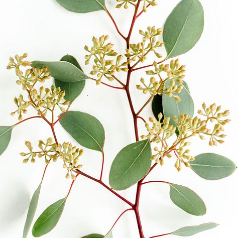 Member's Mark Seeded Eucalyptus Greenery (40 stems) - Sam's Club Rectangle Living Room, Floral Design Classes, Flower Identification, Fresh Eucalyptus, Buy Seeds, Seeded Eucalyptus, Eucalyptus Greenery, Cut Flower Garden, Members Mark