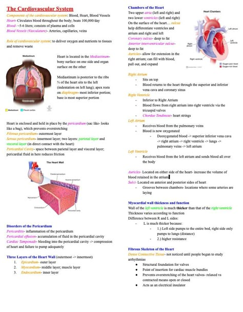 This file is a notes document for the unit on The Cardiovascular System from basic Anatomy and Physiology, a pre-requisite for nursing school This document covers the subjects of: -Anatomy of the heart -Disorders of the Cardiovascular System -The Conduction System -Cardiovascular Tissue Note- Blood Vessels and Circulation are in a SEPARATE document titled "Blood Vessesl and Circulation"  Note- this is a DIGITAL DOWNLOAD. It can be downloaded directly to your device immediately after purchasing. No item will be physically sent to you in the mail Anatomy Of The Heart Notes, Anatomy Of Heart Notes, Blood Anatomy Notes, Cardiovascular System Notes Nursing, Electrophysiology Of The Heart, College Anatomy And Physiology Notes, Heart Anatomy Notes, Cardiovascular System Notes, Anatomy And Physiology Notes Study