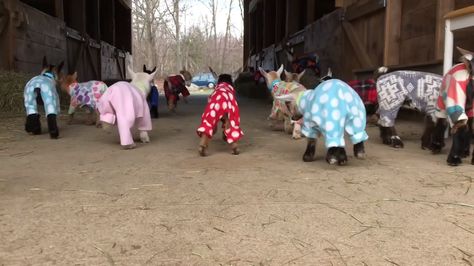 Goats In Pajamas, Baby Goats In Sweaters, Baby Goats Pygmy, Baby Hamster, Goat Kidding, Pygmy Goat, Cute Goats, Human Babies, Farm Photo