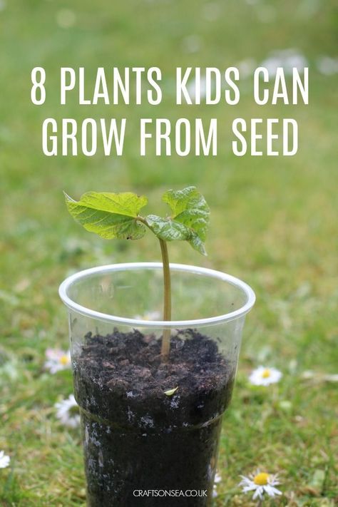 8 Easy Plants Kids Can Grow From Seed #kidsactivities Seed Planting For Kids, Planting Sunflower Seeds, Planting Flowers From Seeds, Seed Craft, Seed Growing, Easiest Flowers To Grow, Gardening Activities, Preschool Garden, Grow From Seed