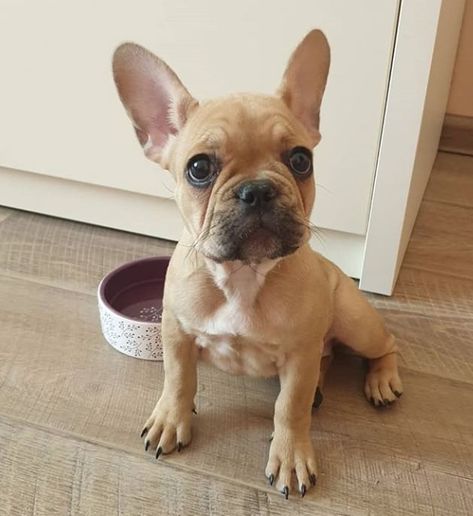 125 Uncommon Female Dog Names Frenchton Dogs, French Bulldog Names Girl, Frenchton Dog, Puppy Names Unique, Baby French Bulldog, French Bulldog Names, Blue Frenchie, Hawaiian Names, Dog Breed Names