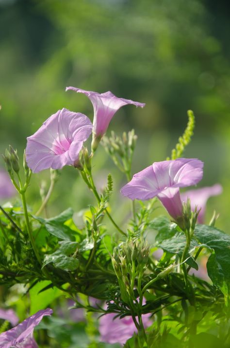 Flowers In The Wind, Pink Morning Glory, Cup Shapes, Canterbury Bells, Tulips Images, Pink Morning, Morning Glory Flowers, Most Popular Flowers, Flower Meanings