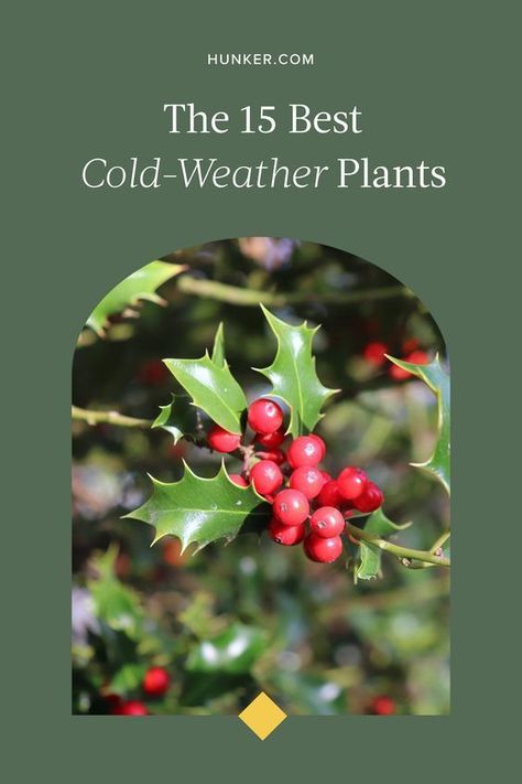 cold weather plants Cold Weather Plants, Foggy Winter, Alberta Spruce, Perennial Ground Cover, Cranesbill Geranium, Foggy Weather, Limelight Hydrangea, Lenten Rose, Harsh Winter