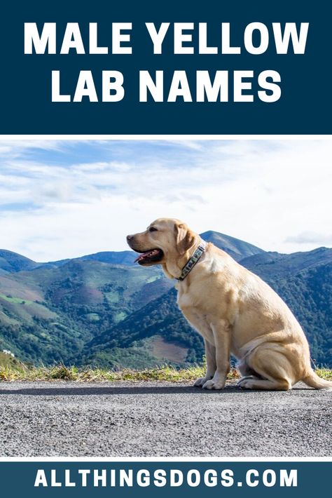 Choosing the perfect name for a male lab can seem like a daunting task, but there are plenty of places to find inspiration. You can start with classic masculine names. Take a look at our list of male Yellow Lab names for inspiration.  #maleyellowlabnames #yellowlabnames #malelabradornames Male Dog Names Unique, Puppy Girl Names, Tough Dog Names, Yellow Lab Names, Labrador Names, Yellow Labrador Puppy, Yellow Lab Puppy, Dog Names Unique, Boy Dog Names