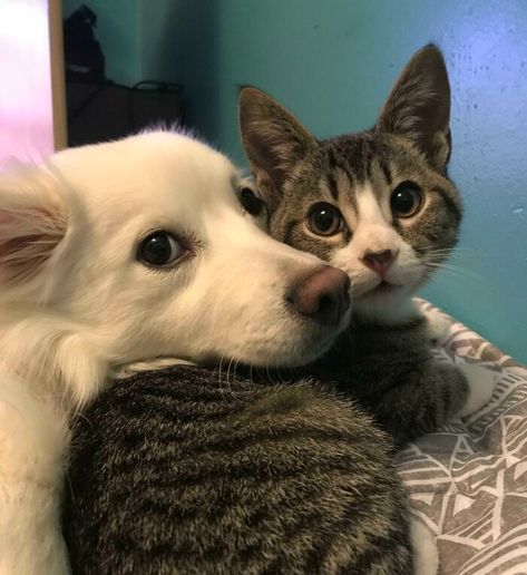 16 Photos of Adorable Animal Friendships Cat Hug, Dog Attack, Animals Friendship, Dog And Cat, Pitbull Dog, Cute Cats And Dogs, Love Pet, Dog Memes, Little Dogs