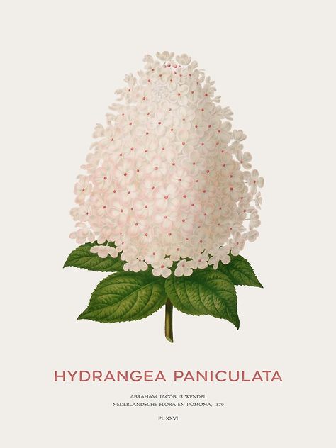 Panicle Hydrangea, Hydrangea Paniculata, Botanical Illustration Vintage, Illustration Vintage, Botanical Illustration, Hydrangea, Photographic Print, For Sale