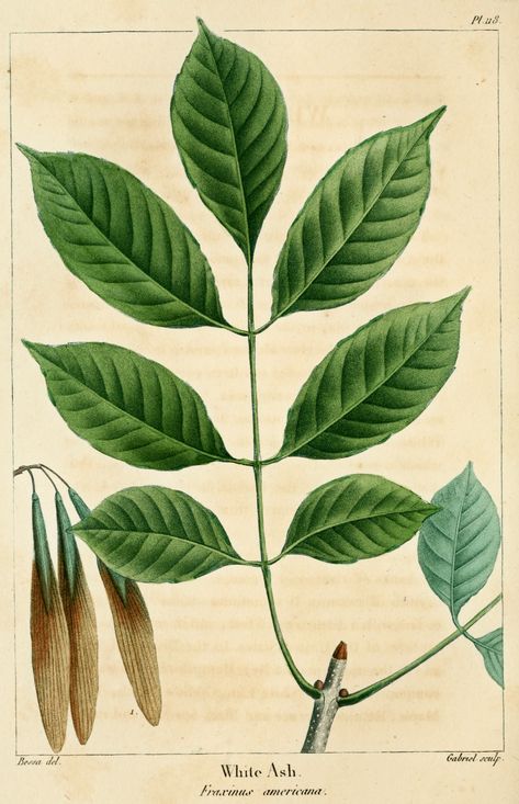 Fraxinus americana -- White Ash or American Ash, Z4 Ash Tree Leaves, Tree Identification, Ash Tree, Illustration Botanique, Plant Science, White Ash, Plant Identification, Old Book Pages, Shade Trees