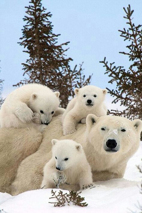 Polar Bear Family! Baby Polar Bears, Cute Polar Bear, Bear Cubs, Polar Bears, Wildlife Animals, Cute Animal Pictures, Pine Trees, Sweet Animals, Cute Little Animals