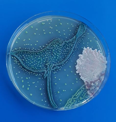 Agar Art, Spotted Eagle Ray, Eagle Ray, Petri Dishes, Biology Art, Math Crafts, Bio Art, Petri Dish, Weird Science