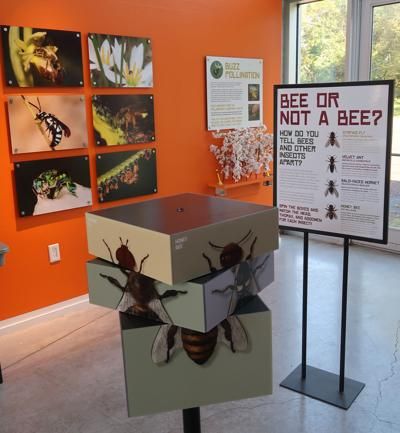 Meet the Bees: Museum of Earth's unique exhibit about solitary bees | Ithaca | ithaca.com Bee Exhibition, Insect Exhibition, Bee Museum, Museum Flooring, Museum Education, Minerals Museum, Museum Interior, Museum Exhibition Design, Honey Brand