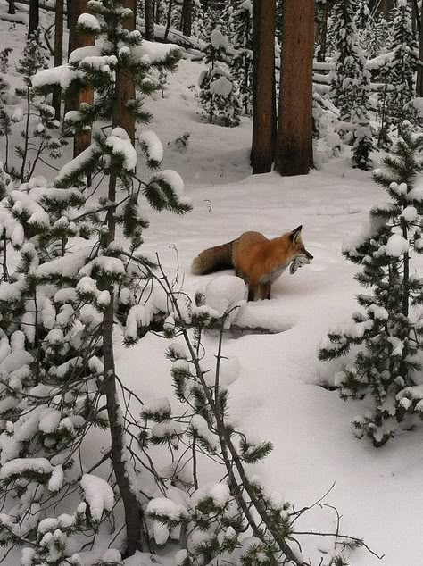 Fox In The Snow, Fox In Snow, Fantastic Fox, Fabulous Fox, Pet Fox, Fox Hunting, Animal Totems, Cute Fox, Woodland Creatures