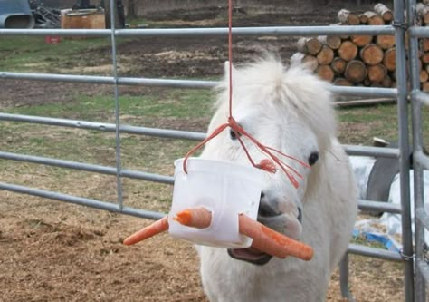 Home Made Horse Toys! And a few other things…  (I'm also wondering what the equivalent toy would be for a dog...) Goat Enrichment, Equine Enrichment, Horse Paradise, Diy Horse Toys, Toys For Horses, Homemade Horse Treats, Riding Ideas, Homemade Dog Toys, Dogs Toys