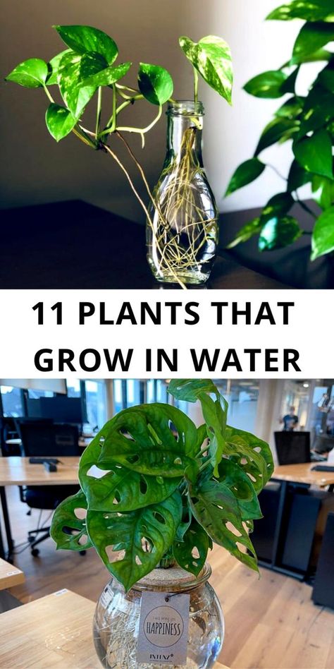 Here I share 11 plants that grow in water. Plants That Only Need Water, Indoor Plants In Water Ideas, Water Plants Indoor Decor, Propagating Plants In Glass Bottles, House Plants Grown In Water, Glass Jar Plants, Plants That Like A Lot Of Water, Plants That Live In Water Houseplant, Water Rooting Plants