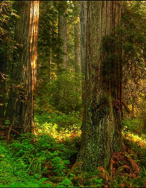 Forest Undergrowth, Enchanted Forest, Enchanted, Tree Trunk, Art Reference, Forest, Plants, Art