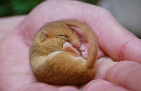 Sleepy Animals, Mouse Pictures, Sleeping Animals, Baby Squirrel, Baby Mouse, Pictures Of The Week, Little Critter, Cute Mouse, Cute Animal Pictures