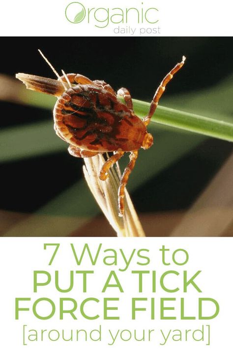 ▷ How to Get Rid of Ticks - Natural & Effective Methods (2018 Update) Get Rid Of Ticks, Low Fat Protein, Force Field, Natural Mosquito Repellant, Eating Organic, Garden Pests, Natural Living, Herbal Medicine, Pest Control