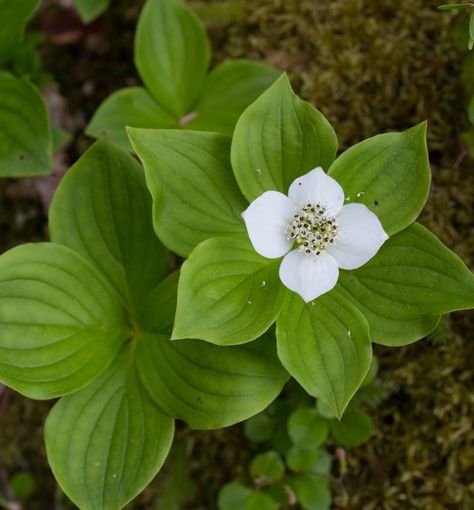 Bunchberry - A native perennial with whorls of deep green leaves adorned with white flowers in late spring and red fall berries in fall. Often, seen in organically rich woodland areas. Add to dappled sun or shady woodland gardens. Woodland Plants, Red Fall, Woodland Flowers, Shade Flowers, Herbaceous Perennials, Hardy Perennials, Woodland Garden, Companion Planting, Trees And Shrubs