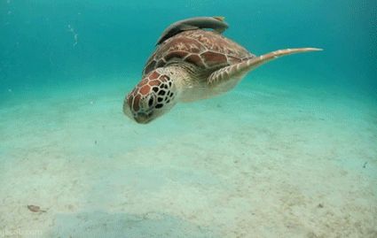 The Turtle GIF Turtle Gif, Sea Turtle Species, Baby Sea Turtles, Dog Swimming, Lady Popular, Underwater Animals, Tortoise Turtle, Gif Images, Turtle Love