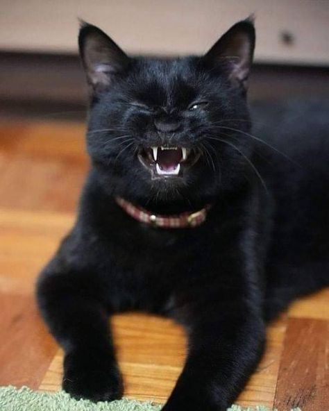 Black Cat Lovers | Facebook Ragamuffin Cat, Black Cat Lover, Ragamuffin, Cats Meow, Beautiful Cats, Cat Love, Black Cat, Cat Lovers, Kitty