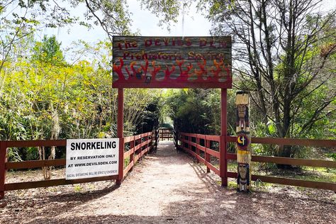 This Hidden Underground River Flowing Through Florida Is Absolutely Magical Williston Florida, Tarzan Movie, Scuba Certification, Underground River, Underwater Party, Cedar Key, Secret Passages, River Flowing, Florida Trip