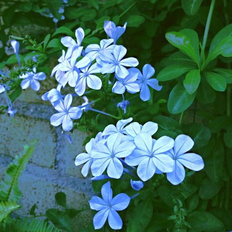 Blue Blue Jasmine Flower, Jasmine Flower Aesthetic, Star Jasmine Flower, Blue Jasmine, Star Jasmine, 4 Tattoo, Jasmine Flower, Flower Illustration, Love Flowers