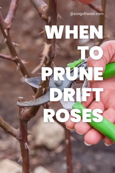 Discover the art of timing when it comes to pruning your vibrant Drift Roses! 🌿🌸 As the seasons shift, so do the best moments to trim and shape these stunning blooms. 📆✨ Click on the pin. Sweet Drift Roses, Drift Roses In Containers, Drift Roses Landscape Ideas, When To Prune Roses, Prune Roses, Drift Roses, Pruning Roses, Rose Care, Overwintering