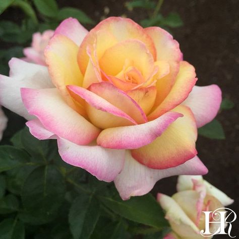 Hybrid Tea Roses Garden, Hybrid Tea Roses Care, Grimm Brothers, Rose Garden Landscape, Floribunda Roses, Peace Rose, Gerber Daisy, Roses Tattoo, Heirloom Roses