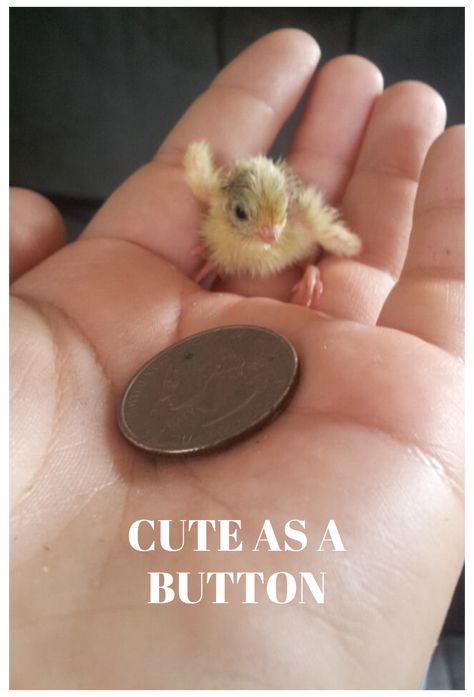 Cute as a Button #button #quail #buttonquail Button quail or Chinese bllue-breasted quail are tiny birds perfect for home pets, breeding in bonded pairs with feather variations. Button Quails, Quail Farm, Button Quail, Quail Coop, House Chicken, Raising Quail, Chicken Tractors, Chicken Keeping, Home Pets