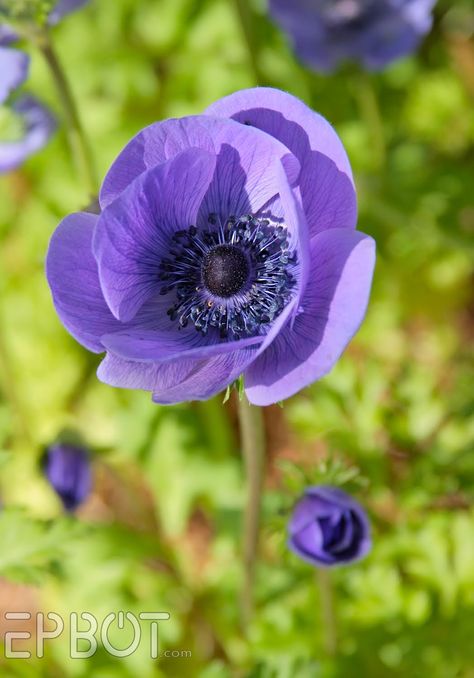 Anemone.  For more on using colors effectively in planting design - check this out:  http://www.my-garden-school.com/course/designing-with-plants/ Purple Poppy, Purple Poppies, Poppies Tattoo, Trim Work, Anemone Flower, All Things Purple, Sleeve Tattoo, Poppy Flower, Beautiful Blooms