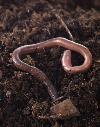 Science Fair: Earthworms and Light: Do Worms Prefer Darkness? Worms Aesthetic, Worm Aesthetic, Earth Worm, Cacing Tanah, Nitrogen Fixation, The Giant Peach, Worm Composting, Desain Buklet, Worm Farm