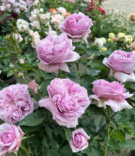 Repartil/Paritil Repartil, bred by Kiyoshi Imai in Japan, will be released in 2021.  Rose "Repartil" is also translated as "Rebirth" or "Paritir" in China. The plant height is about 100 cm, the flower diameter is 8-10 cm, the blue-purple or pink-purple flowers have a rich fragrance, and the fruity fragrance of Damascus. Fully bloomed, quartered flowers, disc-shaped. Because it is a new product of cut flowers, the specific characteristics are unknown, such as the advantages and disadvantages of multiple flowers. Repartil means startin a ain in French. Do NOT buy if you are inexperienced with planting roses. Please do your research on how to raise roses, we are NOT responsible and will NOT reimburse your plants due improper conditions for planting.  Instructions: https://www.youtube.com/watc Japanese Rose, Clothing Pattern Design, Shrub Roses, Fruity Fragrance, Advantages And Disadvantages, Pink And Purple Flowers, Wonderful Flowers, Family Garden, Planting Roses