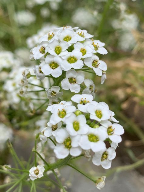 A close up image of a white flower called an Alyssum. Alyssum Flowers Drawing, Alyssum Maritimum, Alyssum Flower, Alyssum Flowers, Sweet Alyssum, Botanical Inspiration, Flower Thigh Tattoos, Flower Language, Seed Pack