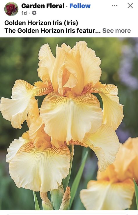 Iris Varieties, Flowers, Floral, Art