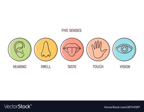 Sensory Organs, Modern Line Art, Line Art Style, 5 Senses, Bright Colored, Art Style, Line Art, Adobe Illustrator, Pie Chart