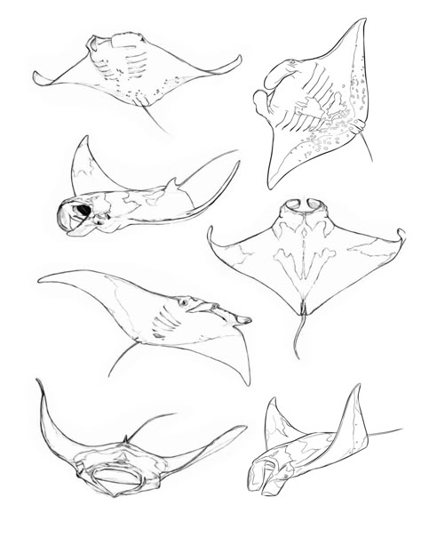 Drawing Manta Ray, Stingray Drawing Art, Sea Animal Drawings Sketches, How To Draw Manta Ray, Stingrays Drawings, Manta Rays Drawing, Manta Painting, Manta Tattoo Design, Manta Ray Drawing Sketch