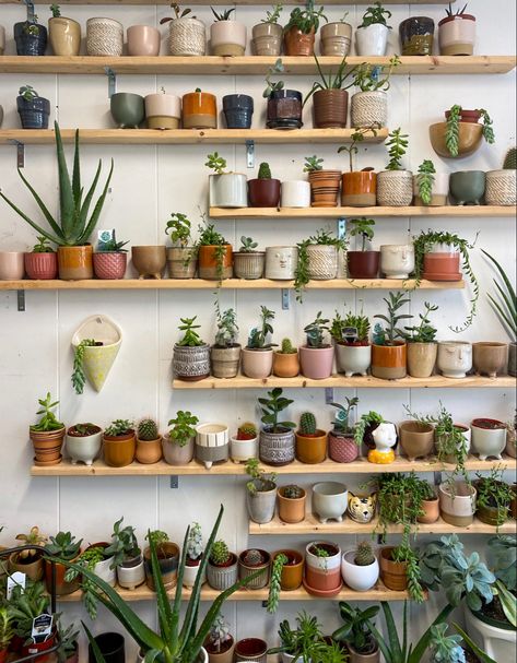 Small Plant Shop Ideas, Plant Pots Aesthetic, Plant Nursery Aesthetic, Plant Home Aesthetic, Small Plant Shop, Plant Pot Aesthetic, Plant Store Aesthetic, Cacti Aesthetic, Plant Shop Aesthetic