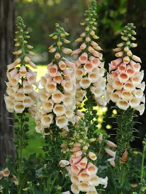 Cottage Gardens, Flower Spike, Cactus Y Suculentas, Delphinium, Garden Cottage, Flower Farm, Flower Seeds, Dream Garden, The Flowers