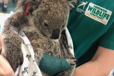 Fundraiser by Candice Dixon : SAVE OUR KOALA BUSHFIRE VICTIMS Aussie Animals, Koala Bears, Wildlife Rehabilitation, Australia Animals, Two Dollars, Emmy Rossum, Australian Wildlife, Best Friends For Life, Australian Animals