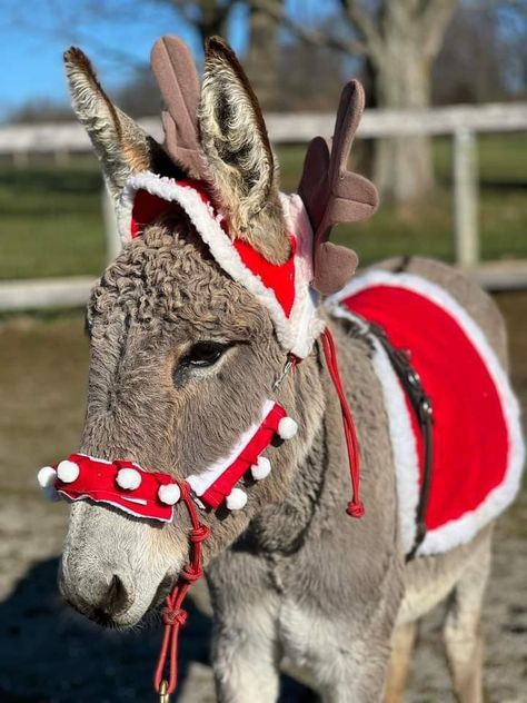 Mini Donkeys, Donkey Farm, Donkey Christmas, Pets Photos, Mini Donkey, Christmas Donkey, Cute Horse Pictures, Cute Donkey, Holiday Deco