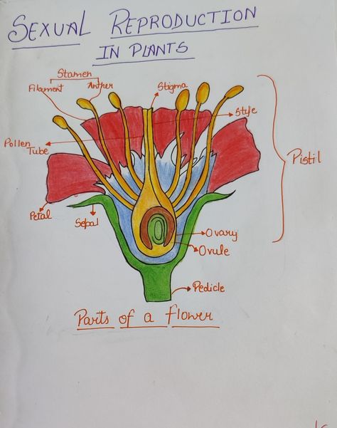 Asexual Reproduction, Parts Of A Flower, Instagram Theme, Aesthetic Instagram Theme, Mind Map, Sheet Of Paper, Map, Plants, Quick Saves