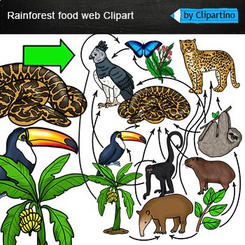 Rainforest Food Web clipart/ Food Chain Realistic clip art /Rainforest animals Rainforest Food Web, Rainforest Food Chain, Clip Art Food, Web Clipart, Rainforest Habitat, Harpy Eagle, Rainforest Animals, Desert Animals, Spider Monkey