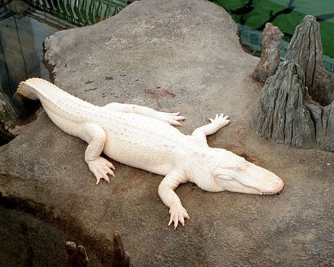 . Louisiana Birds, Albino Alligator, Alligator Hunting, Rare Albino Animals, White Alligator, Albino Animals, Cute Reptiles, Rare Animals, Crocodiles