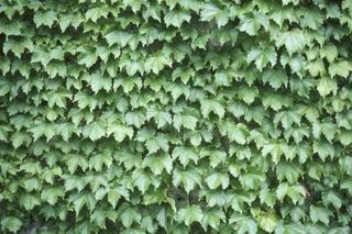 Fast-Growing Evergreen Vines (with Pictures) | eHow                                                                                                                                                                                 More Types Of Ivy, Vine Fence, Vining Plants, Fast Growing Vines, Climbing Ivy, Creeping Vines, Fast Growing Evergreens, Evergreen Vines, Cedar Pergola