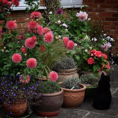 Dahlia Container Garden, Dahlia In Pots, Dahlias In Containers, Dahlia Pot, Dahlias In Pots, Growing In Pots, Grow Dahlias, Red Brick House Exterior, Growing Dahlias