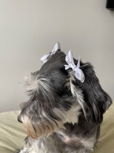 Cottage core ribbon cute dogs bows Dog With Bows In Hair, Dog Ribbon, Coquette Girl, Arctic Animals, Hair Ribbon, Silly Animals, Dog Bows, Spring 2023, Dog Hair