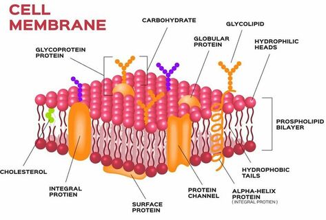 Histolgy, Molecular structure of the cell membrane, Cell importance & structure Animal Cell Drawing, Light Brite, Cell Diagram, Cell Theory, Cell Function, Cell Organelles, Plasma Membrane, Covalent Bonding, Plant Tissue