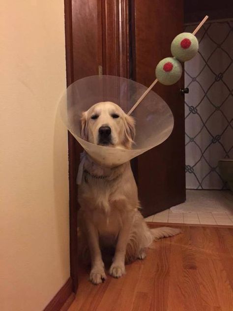 Dog cone turned into martini glass Diy Halloween Costumes Easy, Pet Halloween Costumes, Funny Dog Memes, Dog Halloween Costumes, Dog Costumes, Dog Costume, Halloween Animals, Pet Costumes, Dog Halloween