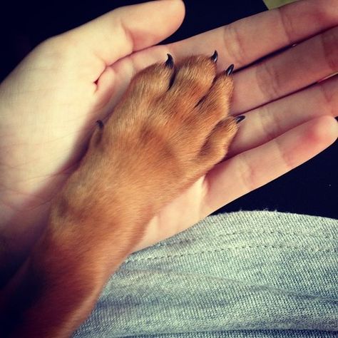 Paw And Hand, Pet Lovers Quotes, Paw In Hand, Charity Pictures, Pet Photo Ideas, Highlight Reels, Paw Wallpaper, Paw Hand, Animal Paws