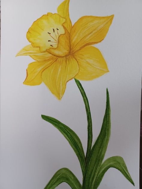 Yellow Daffodils Painting, Dafadills Flowers Drawing, Daffodil Painting Easy, Dafodill Flowers Drawing, Daffodils Drawing, Daffodil Drawing, Yellow Vibe, Yellow Daffodils, Bible Notes